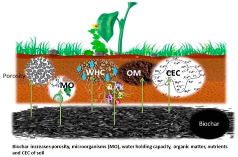  Biochar: Een Duurzame Wonderstof voor Bodemvruchtbaarheid en Koolstofopslag!