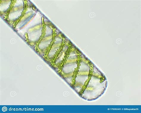  Diatomaclairage: De wonderen van microscopische algen in industriële toepassingen!