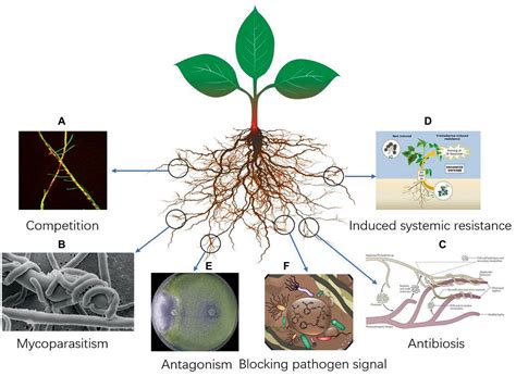  Nematodes: Biologische Bestrijders van Plaagen voor een Duurzame Landbouw!