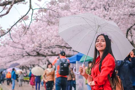 사토미유리아: 일본 문화와 한국 대중문화의 교차점