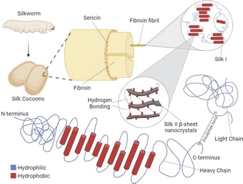  Silk Fibroin: Een Biocompatibel Wondermiddel voor Weefsels en Implanten?