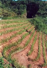  Vetiver: Een Aromaat voor Biobrandstoffen en Bodemerosiebeheersing?