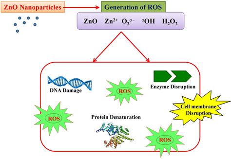 Zinc Oxide als Effectief Anti-Microbiële Agens in de Kunststofindustrie!